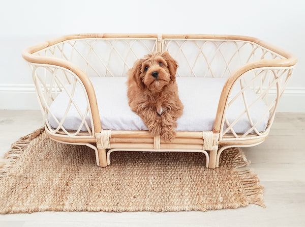 Cavoodle Puppy sitting in the Bella Rattan Dog Bed.