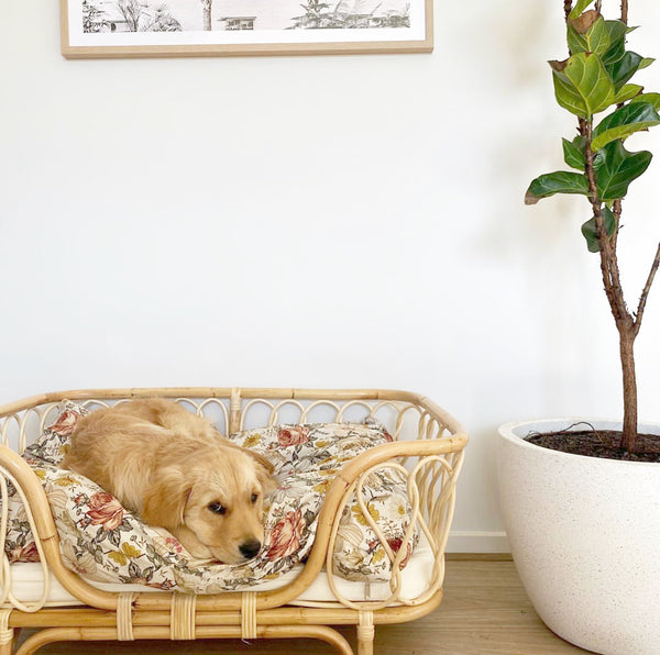 Molly Rattan Dog Bed