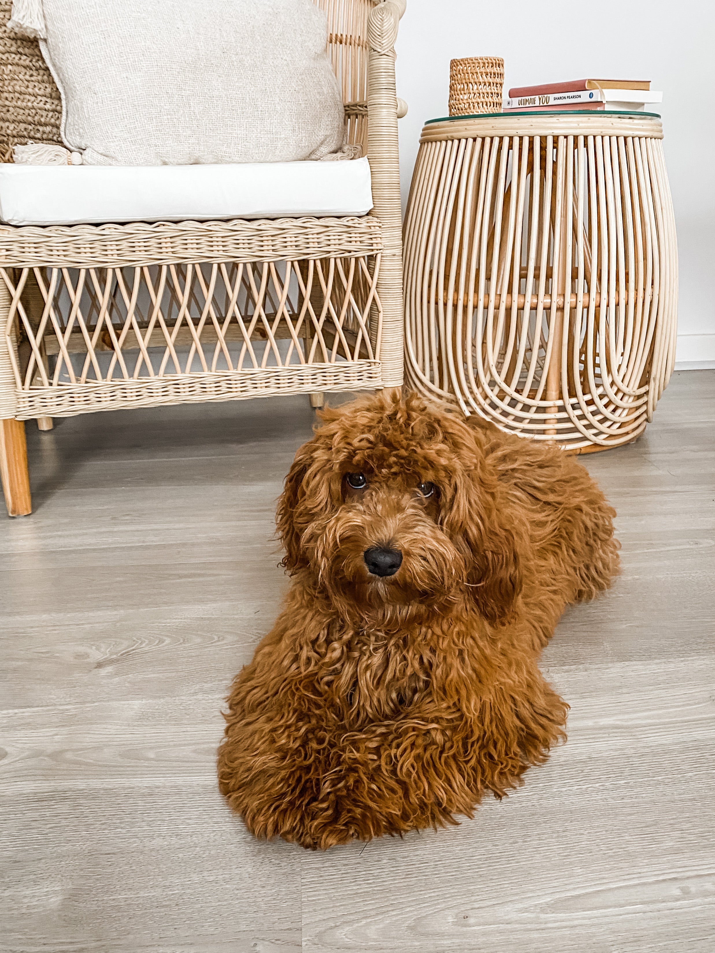 Malawi Rattan Chair IN STOCK