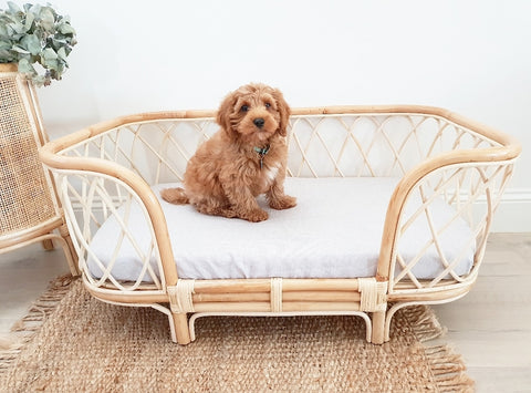 Cavoodle Puppy sitting in the Bella Rattan Dog Bed. 