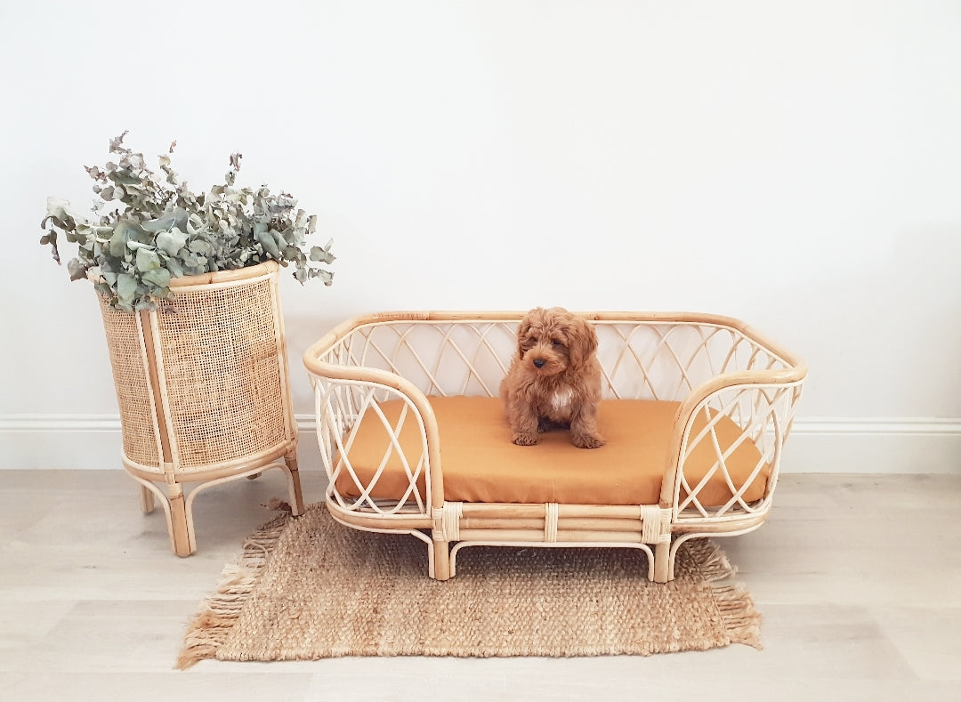 Cavoodle Puppy sitting in the Bella Rattan Dog Bed.