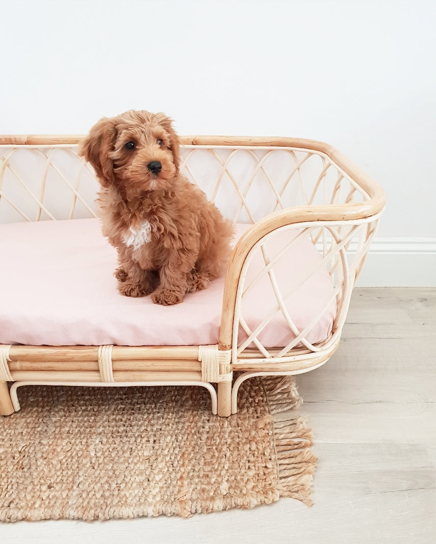 Cavoodle Puppy sitting in the Bella Rattan Dog Bed.