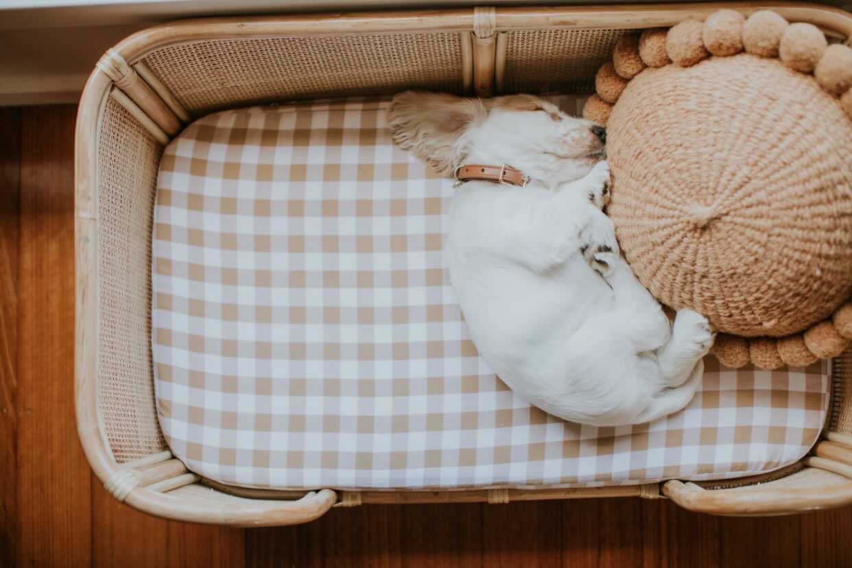 Dog Bed Sheet - Small