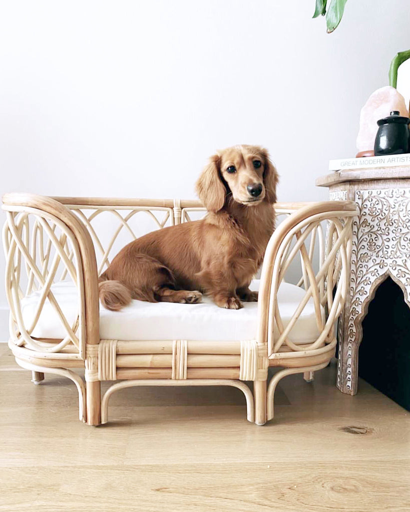 Dashound puppy sitting in the small Bella rattan dog bed