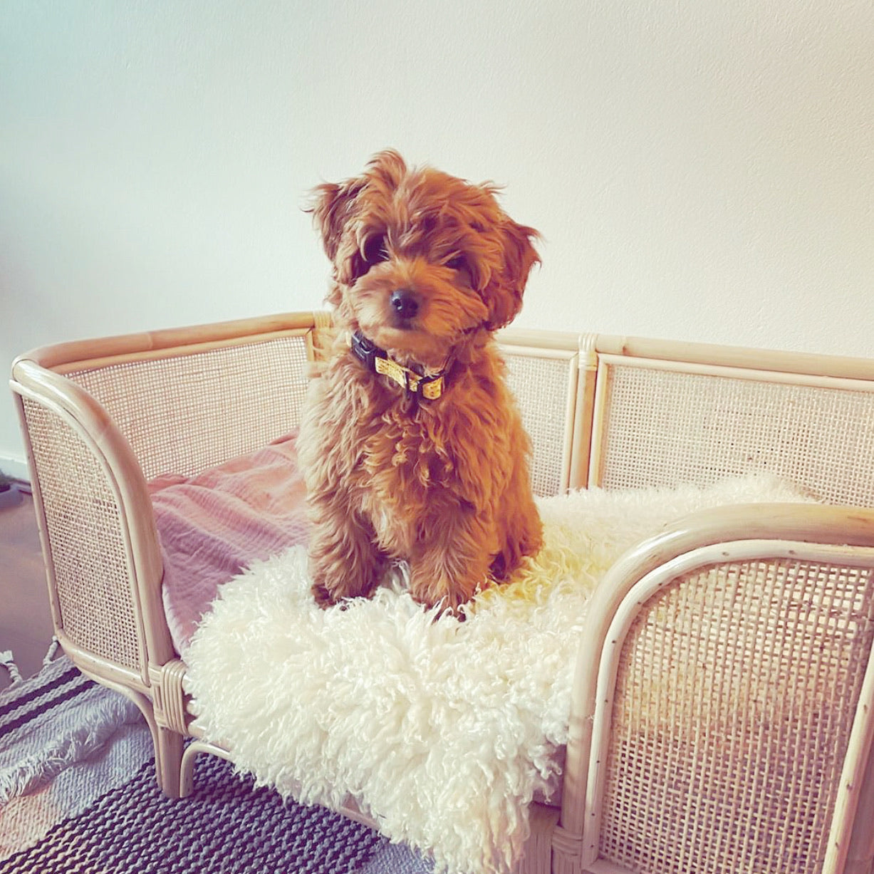 Ralf Rattan Dog Bed