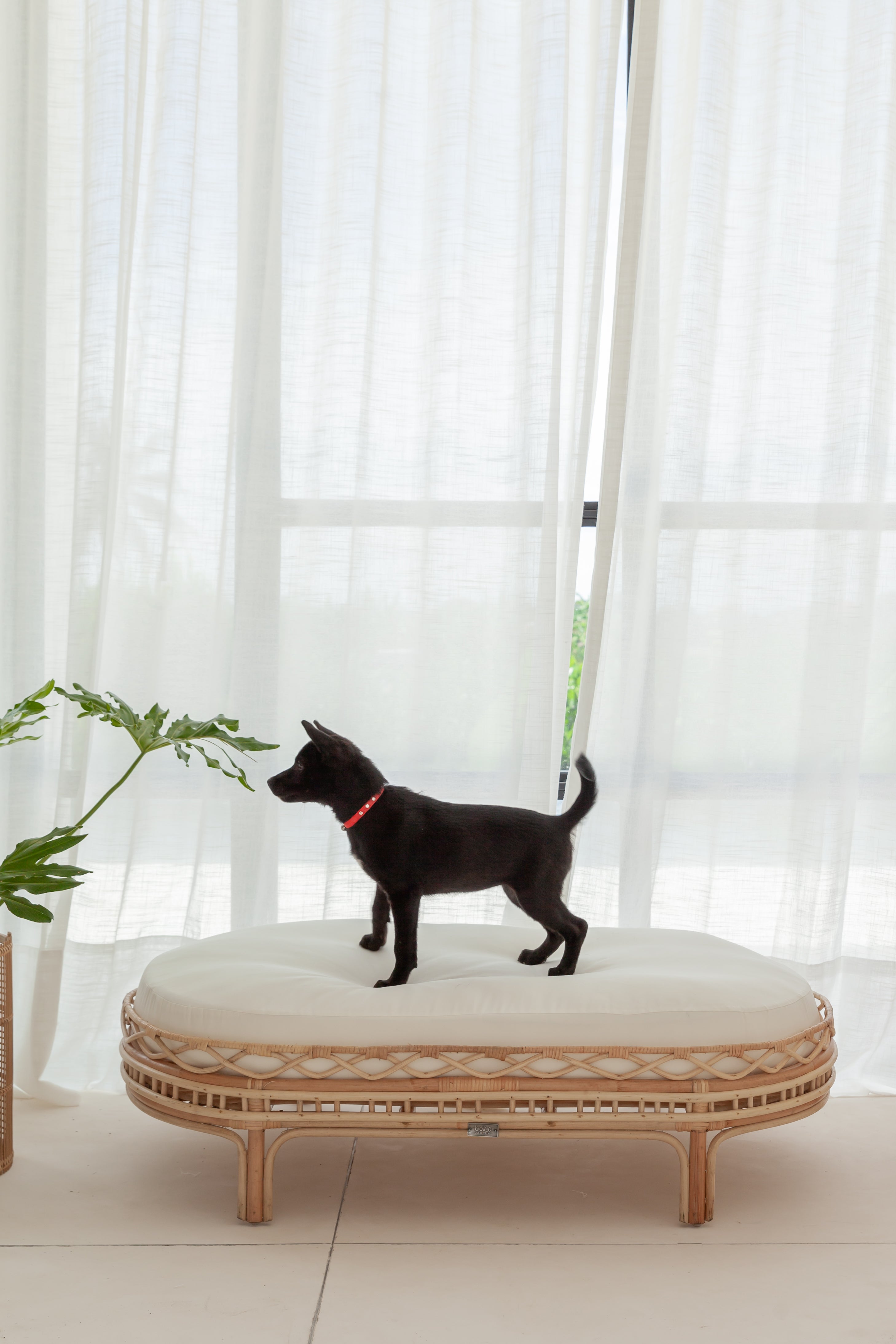 Frankie Dog Bed BACK IN STOCK