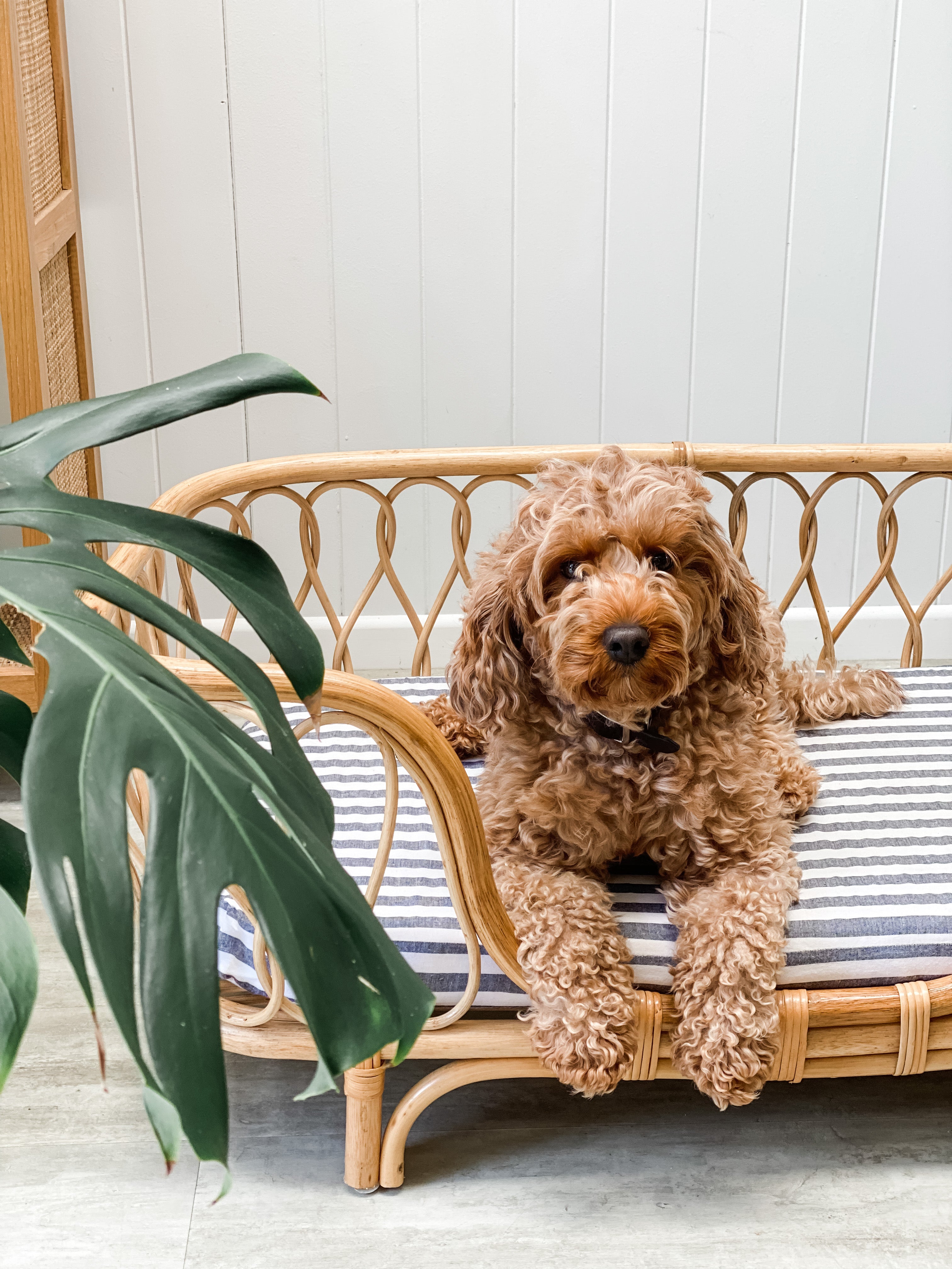 Dog Bed Sheet - Regular