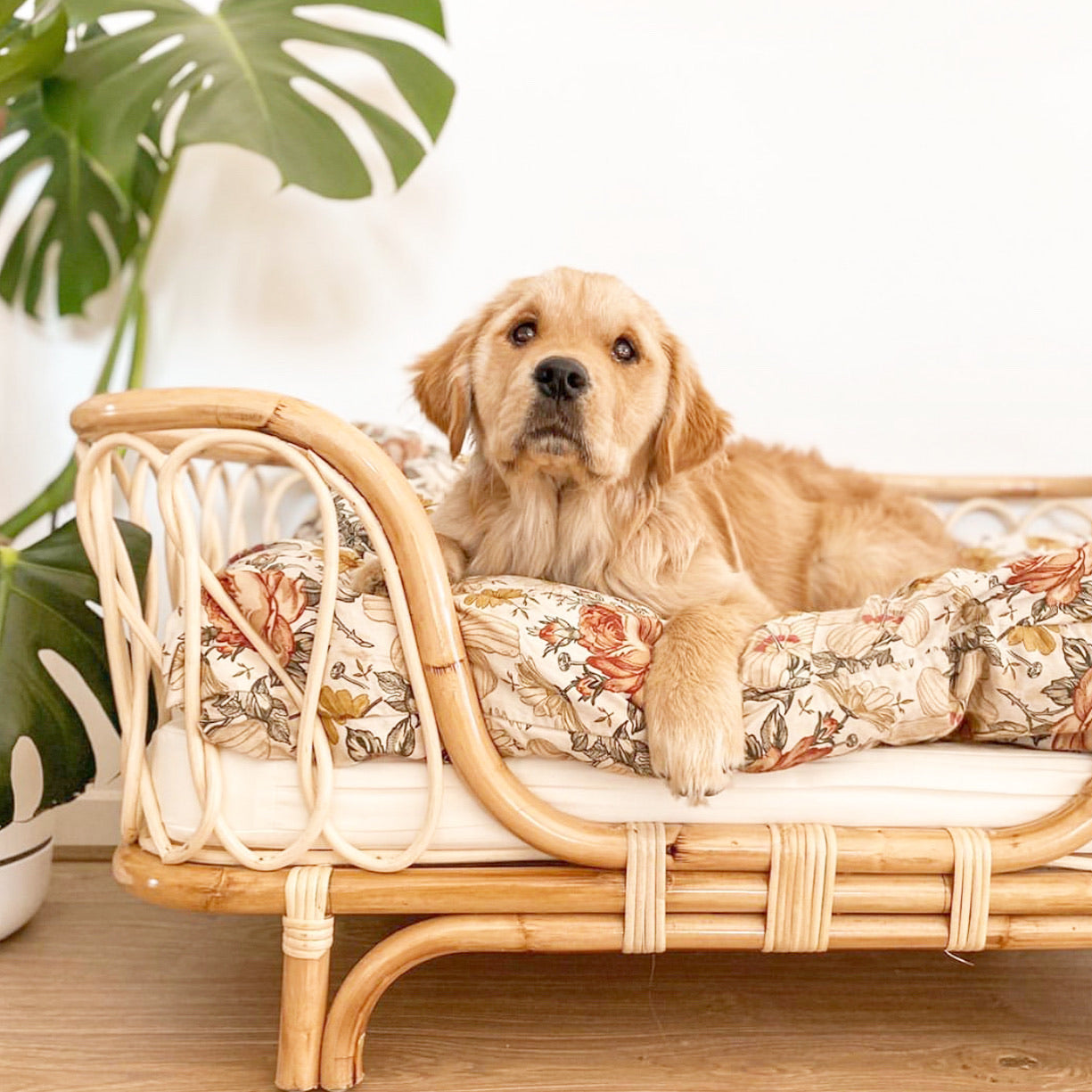 Molly Rattan Dog Bed