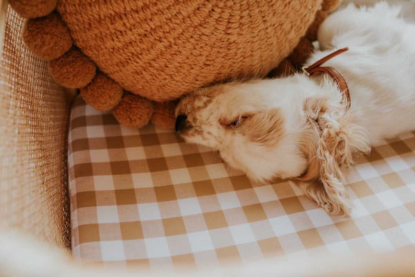 Dog Bed Sheet - Regular