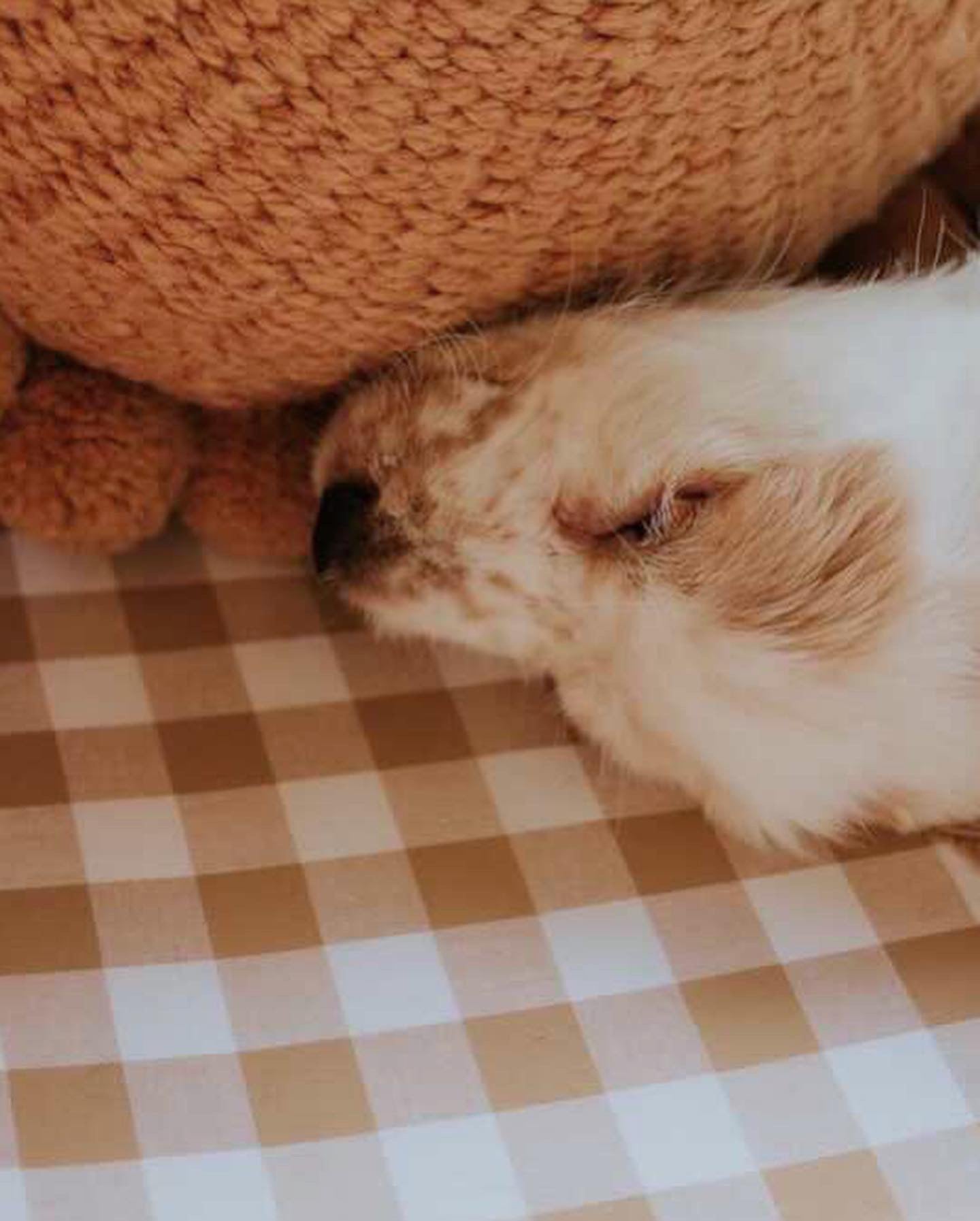 Dog Bed Sheet - Small