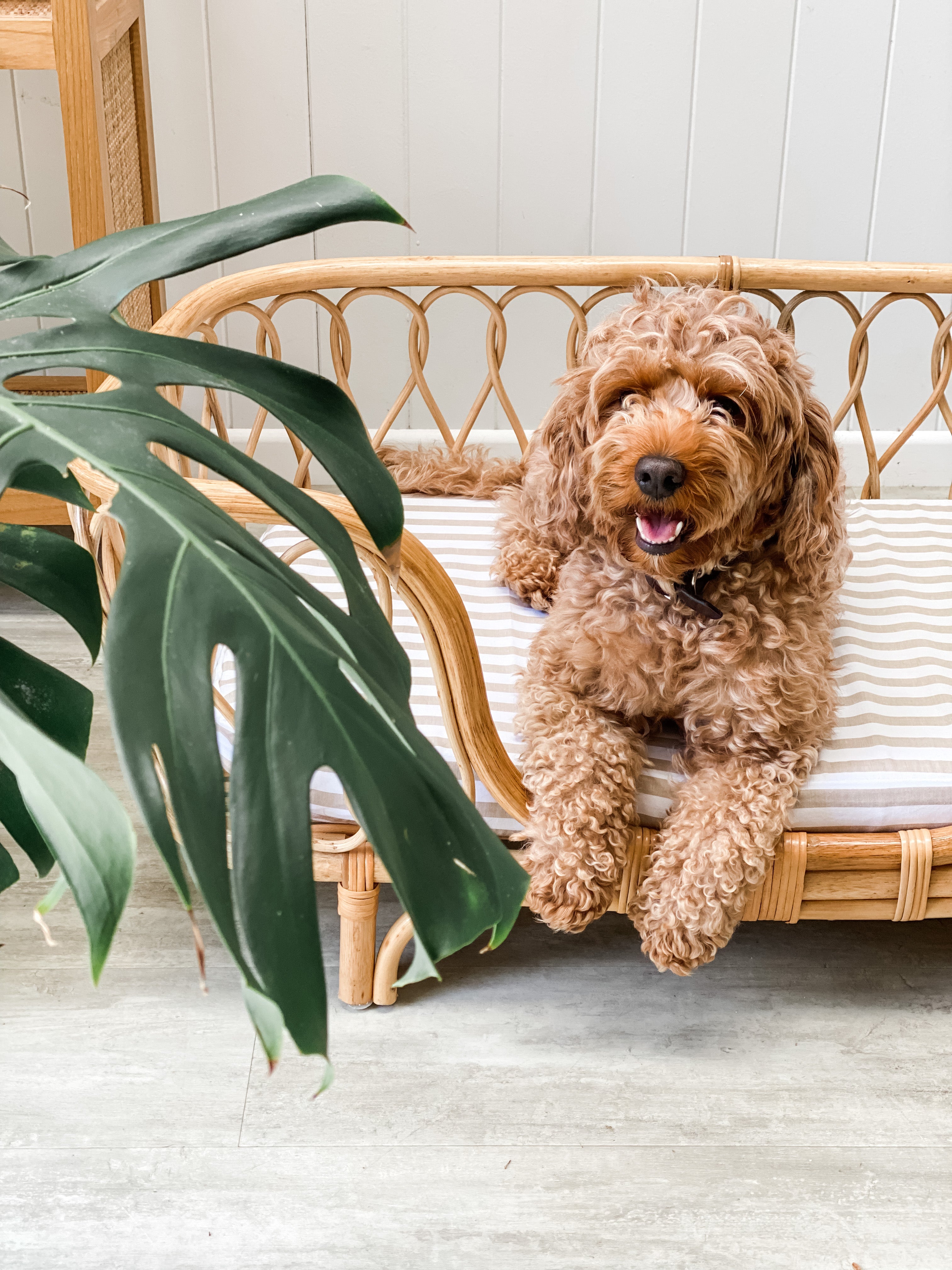 Dog Bed Sheet - Regular