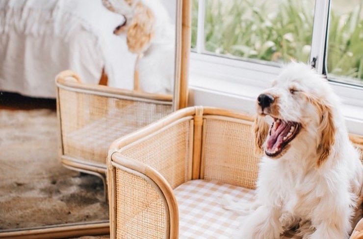 Ralf Rattan Dog Bed