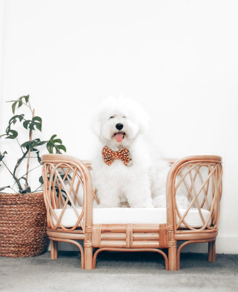 Shih-Tzu Puppy sitting in the small Bella Rattan Dog Bed 