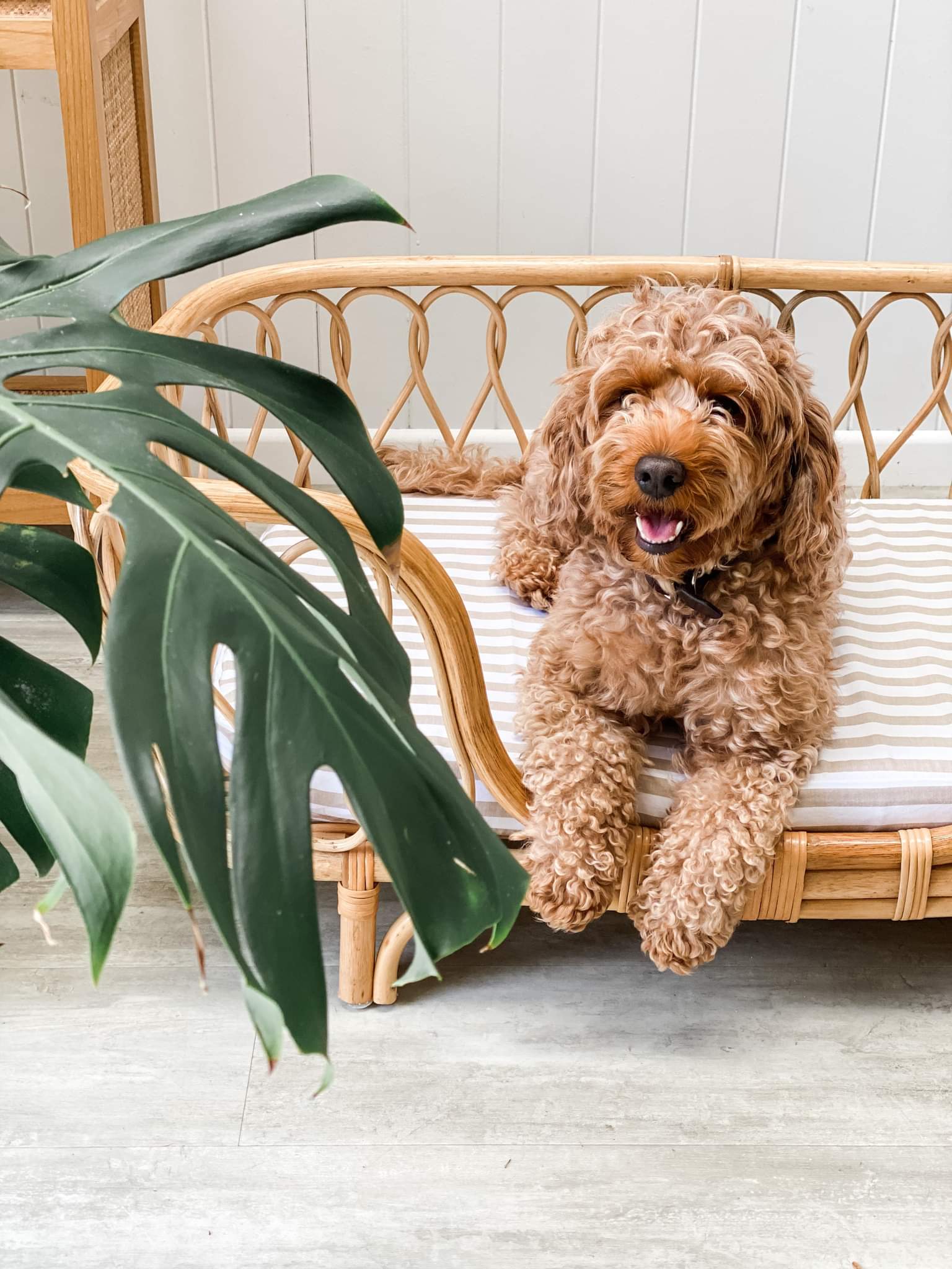 Dog Bed Sheet - Large